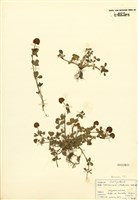 藏品(菽草屬)的圖片